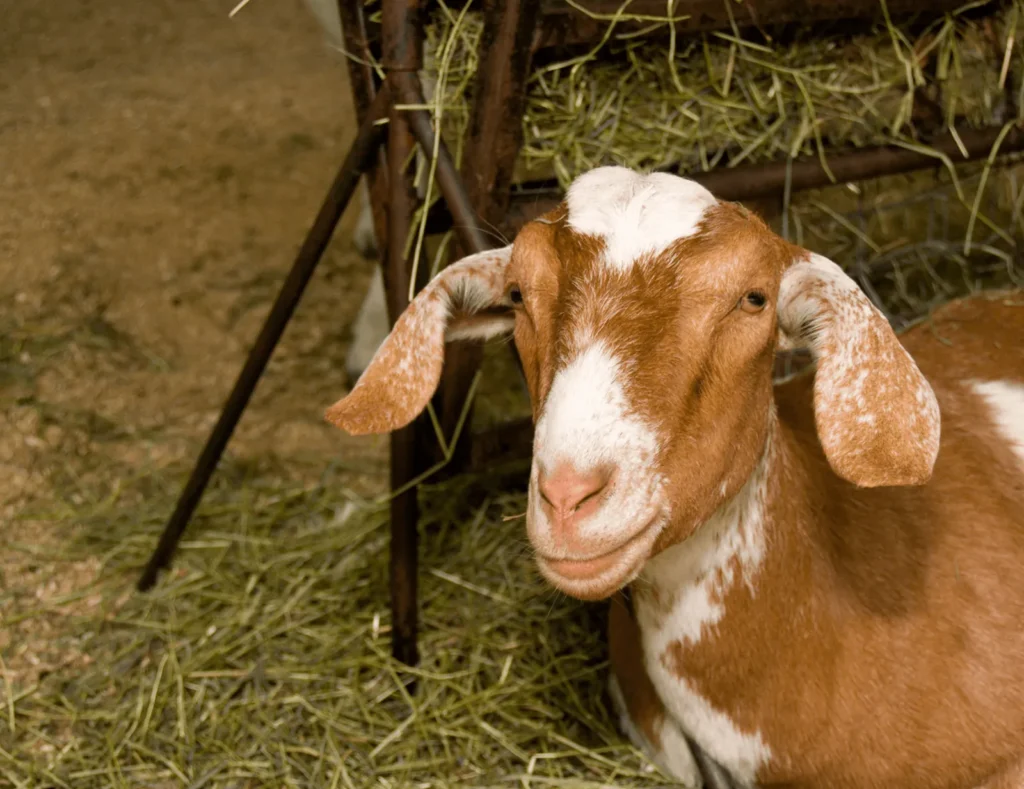 Cabra descansando junto al pesebre en una ganadería