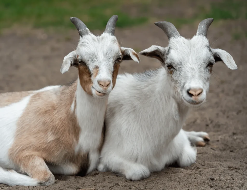 Dos cabras blancas tumbadas en el corral