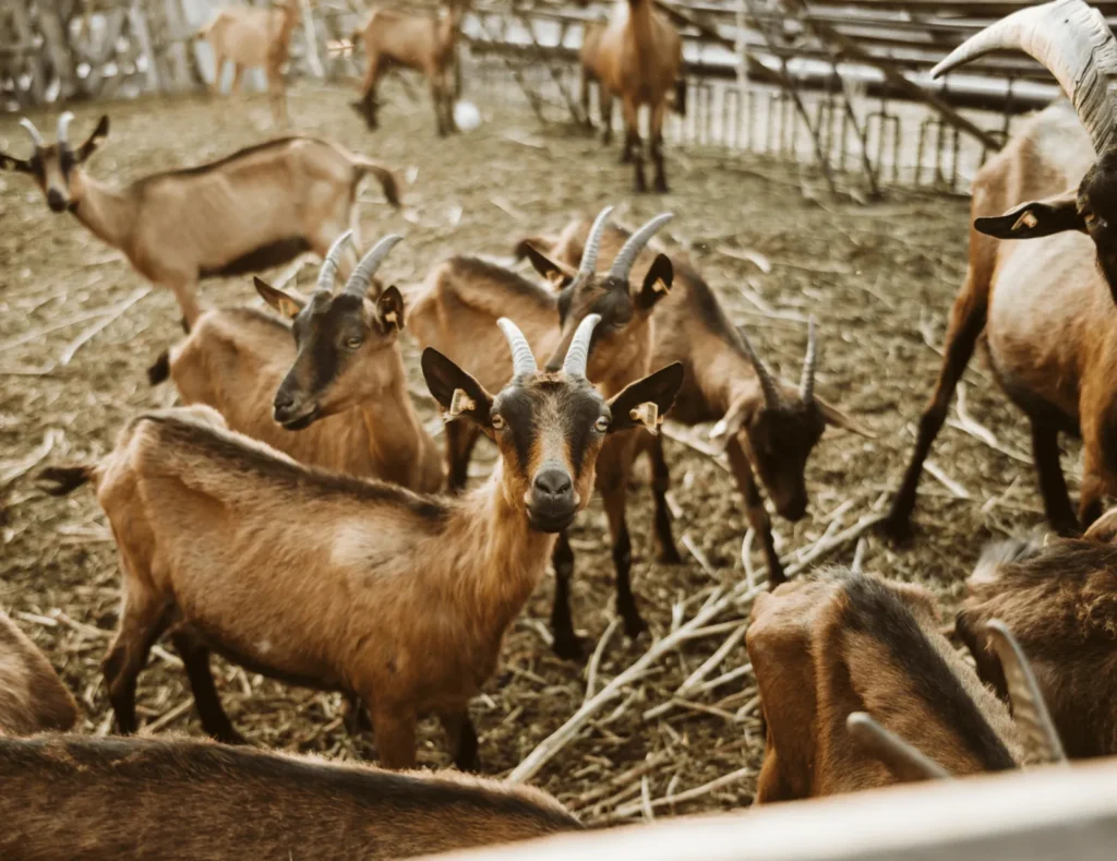 Rebaño de cabras en una nave ganadera